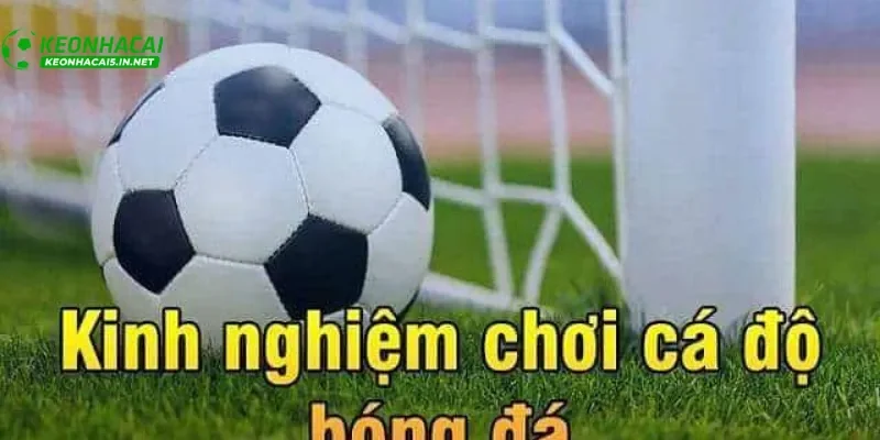 kinh nghiệm soi kèo